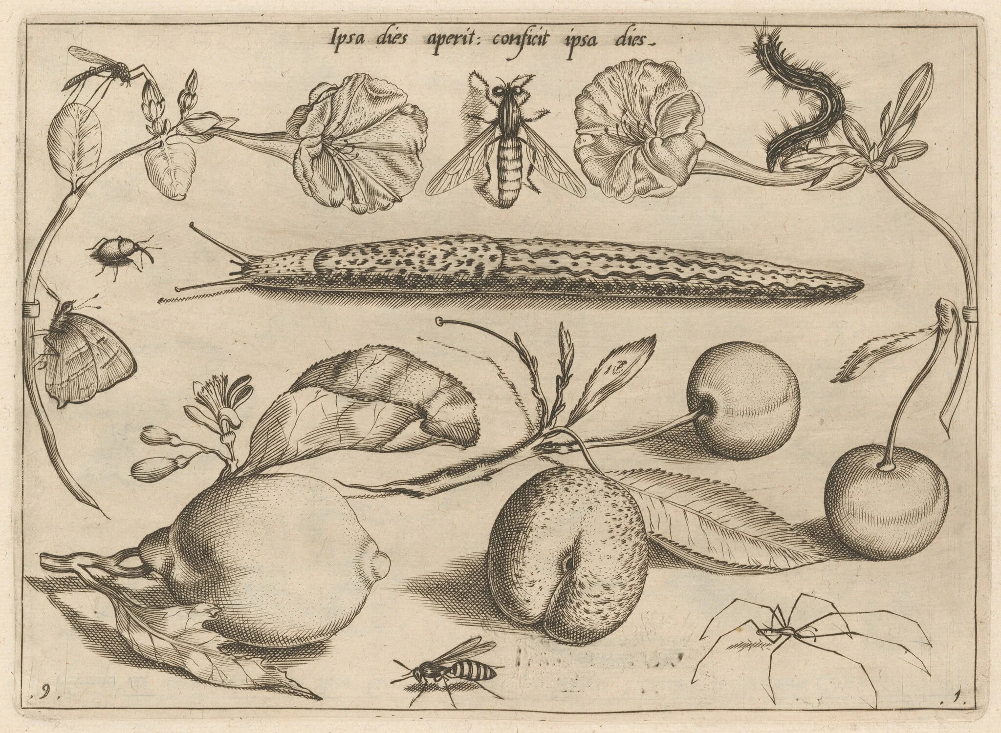 Archetypa studiaque patris Georgii Hoefnagelii [Part 1, Plate 9], by Jacob Hoefnagel, ink, 1592