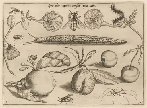 Archetypa studiaque patris Georgii Hoefnagelii [Part 1, Plate 9]