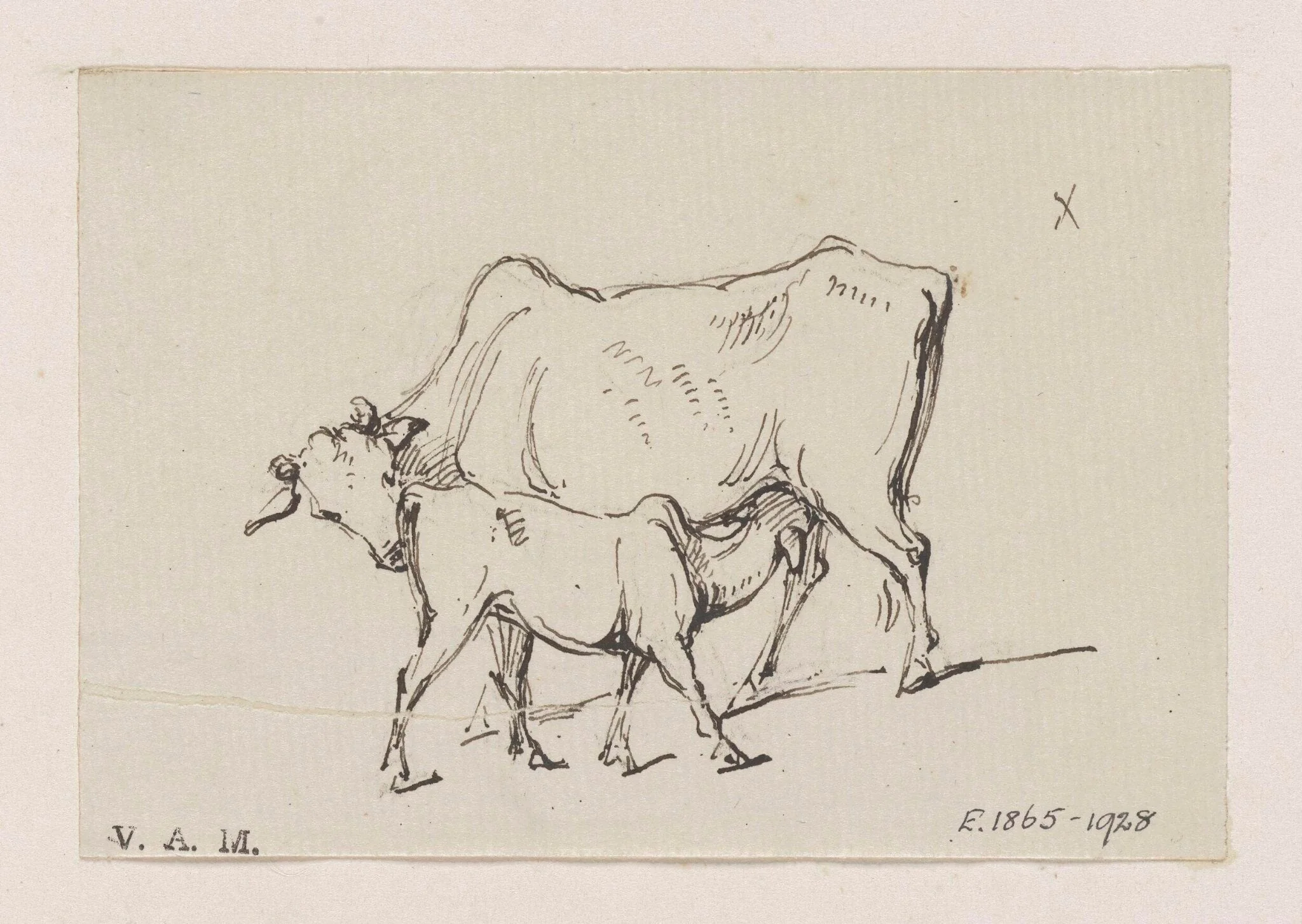 A cow and calf, by George Chinnery, 16
