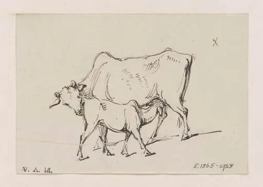 A cow and calf