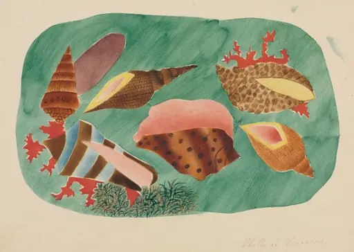 Shells in Seaweed
