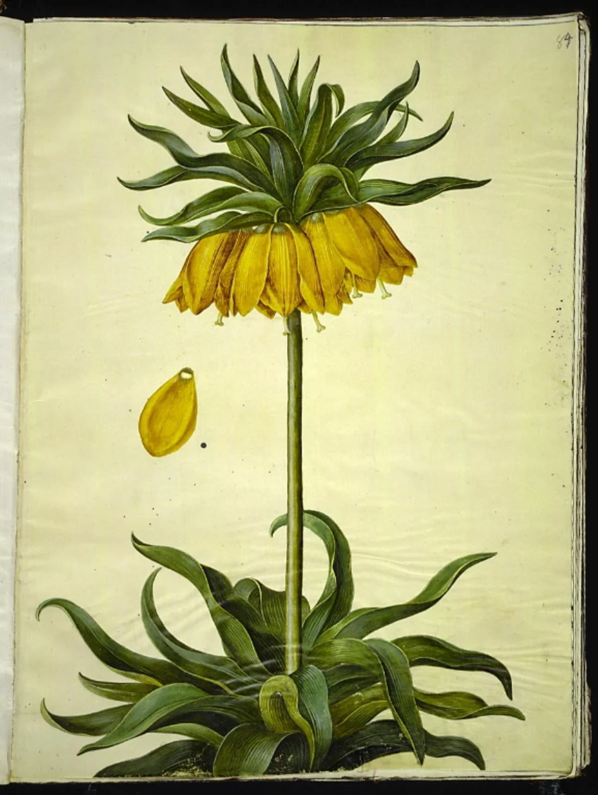 Fritillaria imperialis (kejserkrone), by Unknown, unspecified, 1654