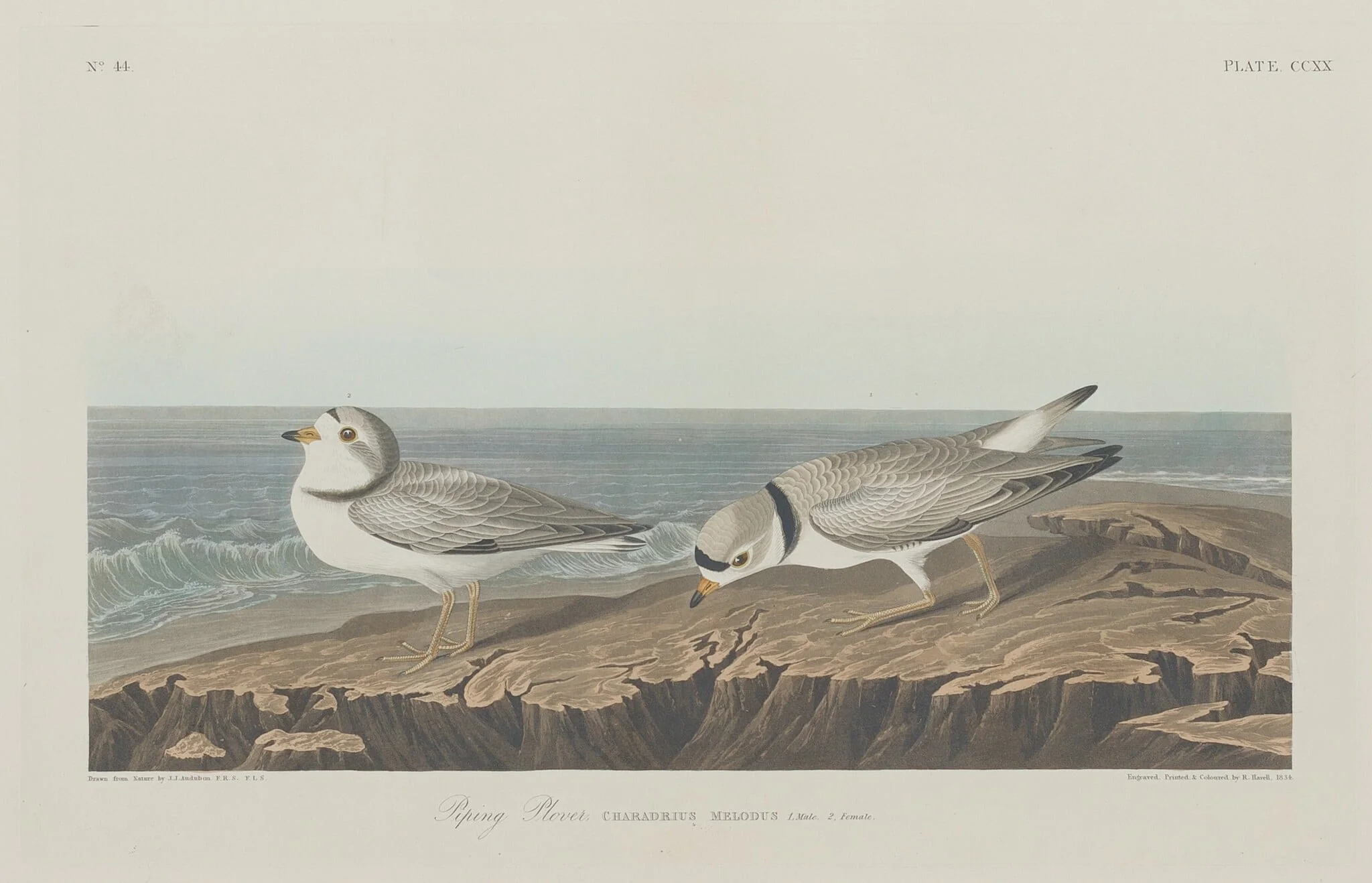 Piping Plover, by Robert Havell Jr., ink, 1834