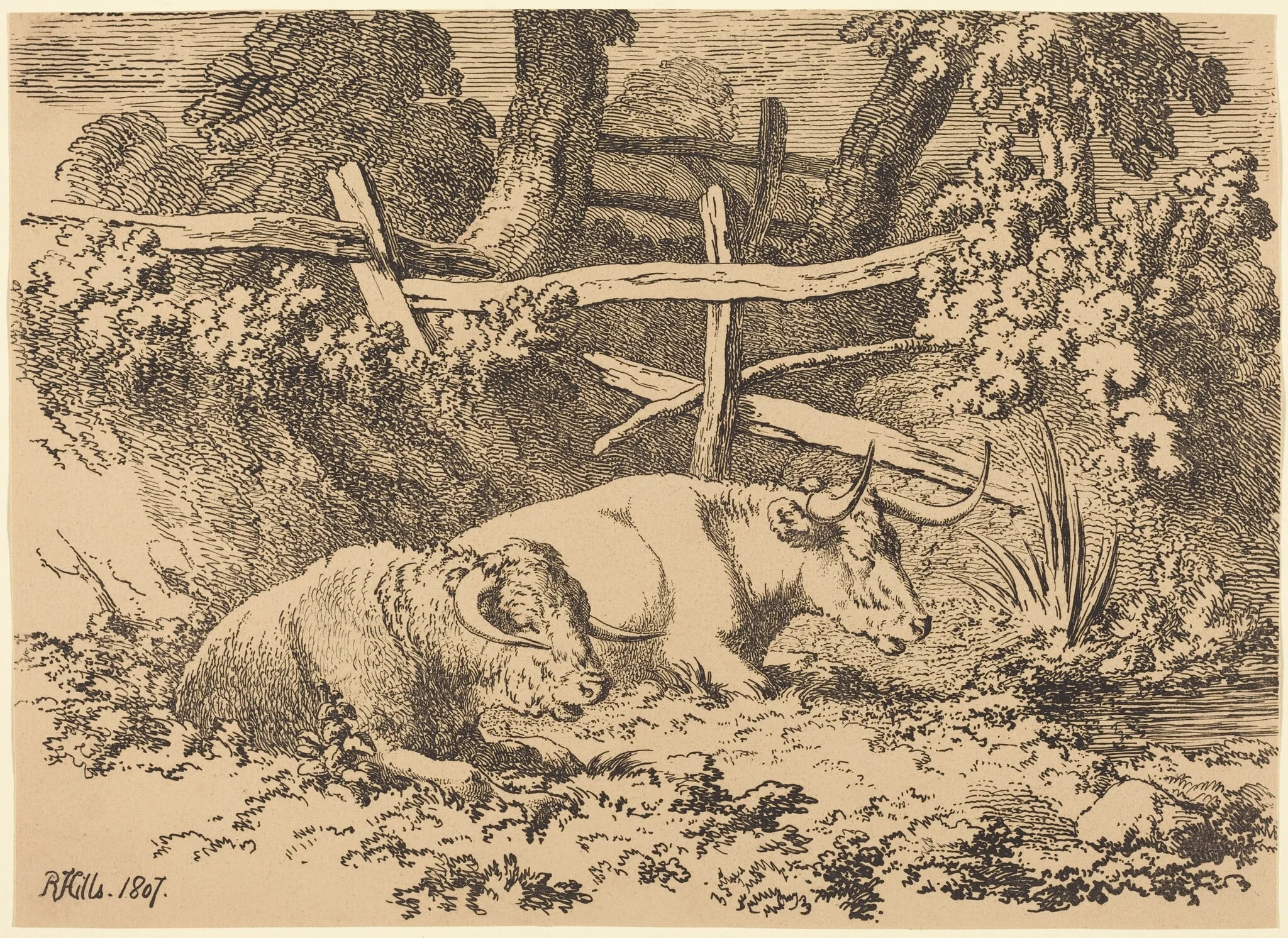 Cattle Resting, by Robert Hills, ink, 1807