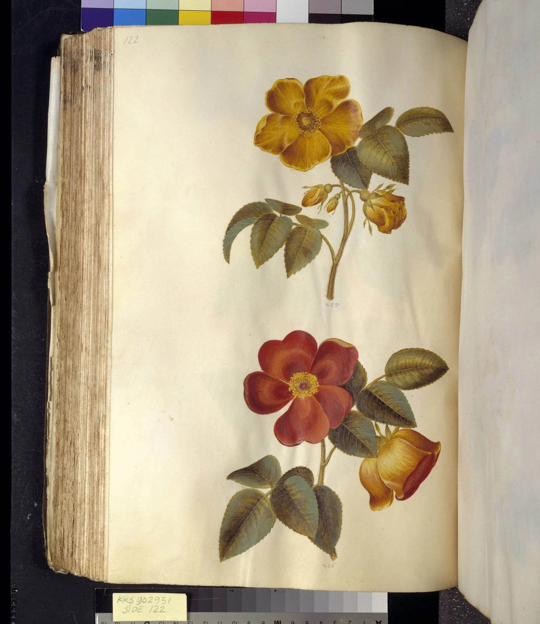 Rosa foetida (gul rose); Rosa foetida (tyrkisk rose), by Unknown, unspecified, 1650
