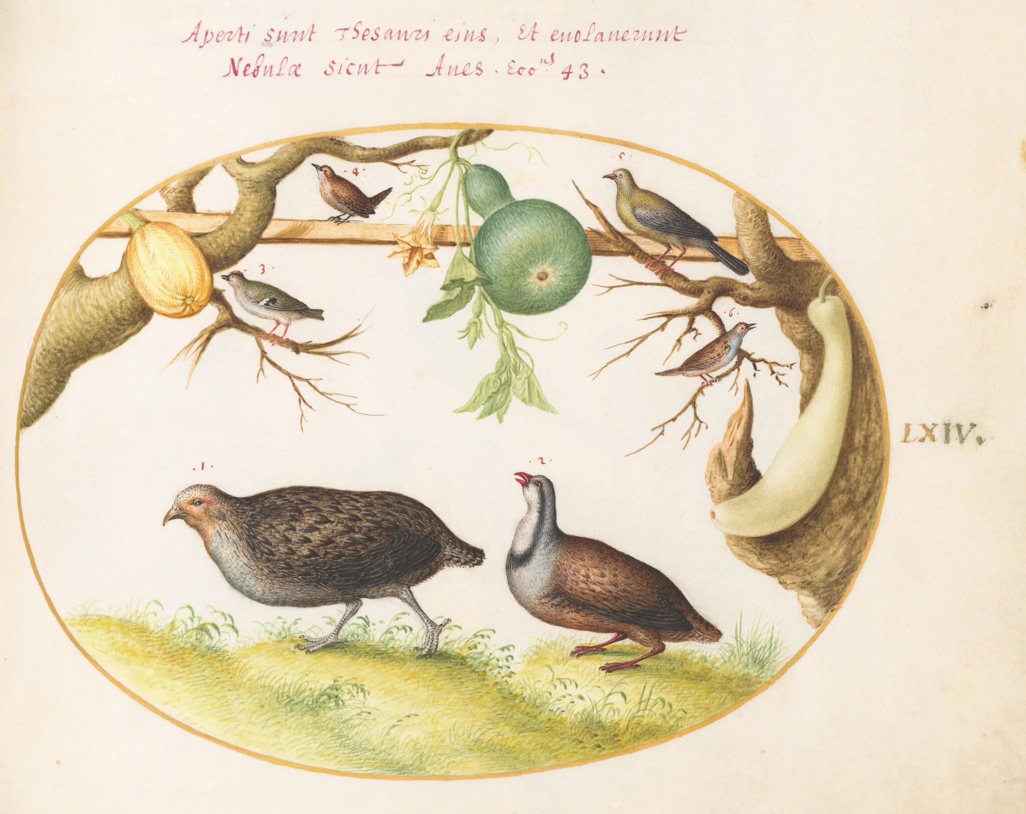 Plate 64: Two Partridges, a Wren, and Other Birds, by Joris Hoefnagel, gouache, 1594