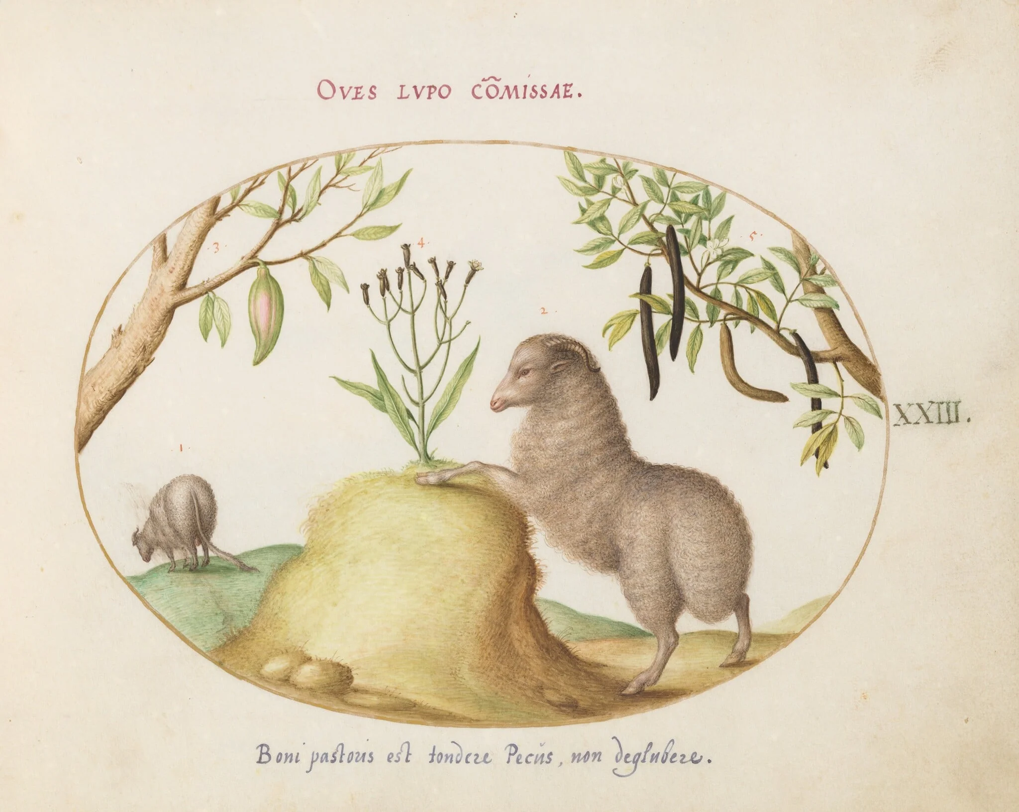 Plate 23: A Fat-Tailed Sheep, a Sheep with a Long Tail, a "Cassia purgatrix,"and Other Plants, by Joris Hoefnagel, gouache, 1594