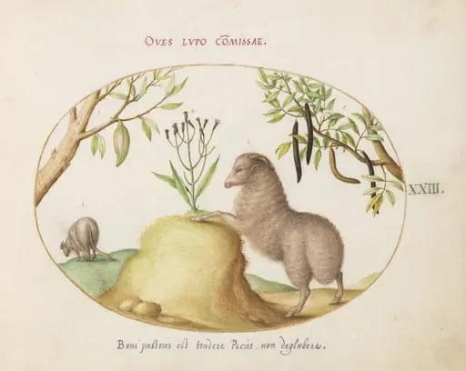 Plate 23: A Fat-Tailed Sheep, a Sheep with a Long Tail, a "Cassia purgatrix,"and Other Plants