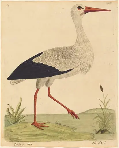 The Stork (Ciconia Alba)