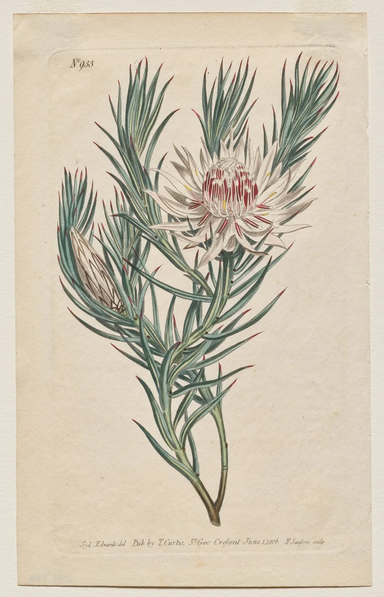 The Botanical Magazine or Flower Garden Displayed: Plate 933, Protea mucronifolia. Dagger-Leaved Protea. [Protea odorata], by Francis Sansom, 1806
