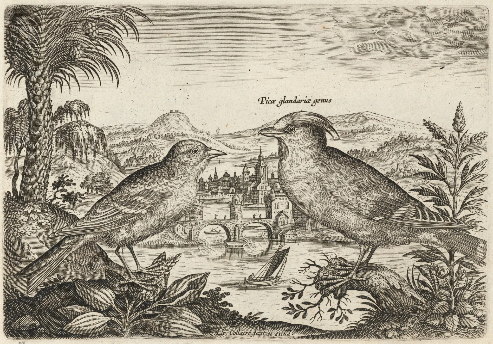 Waxwing and Another Bird, by Adriaen Collaert, ink, 1600