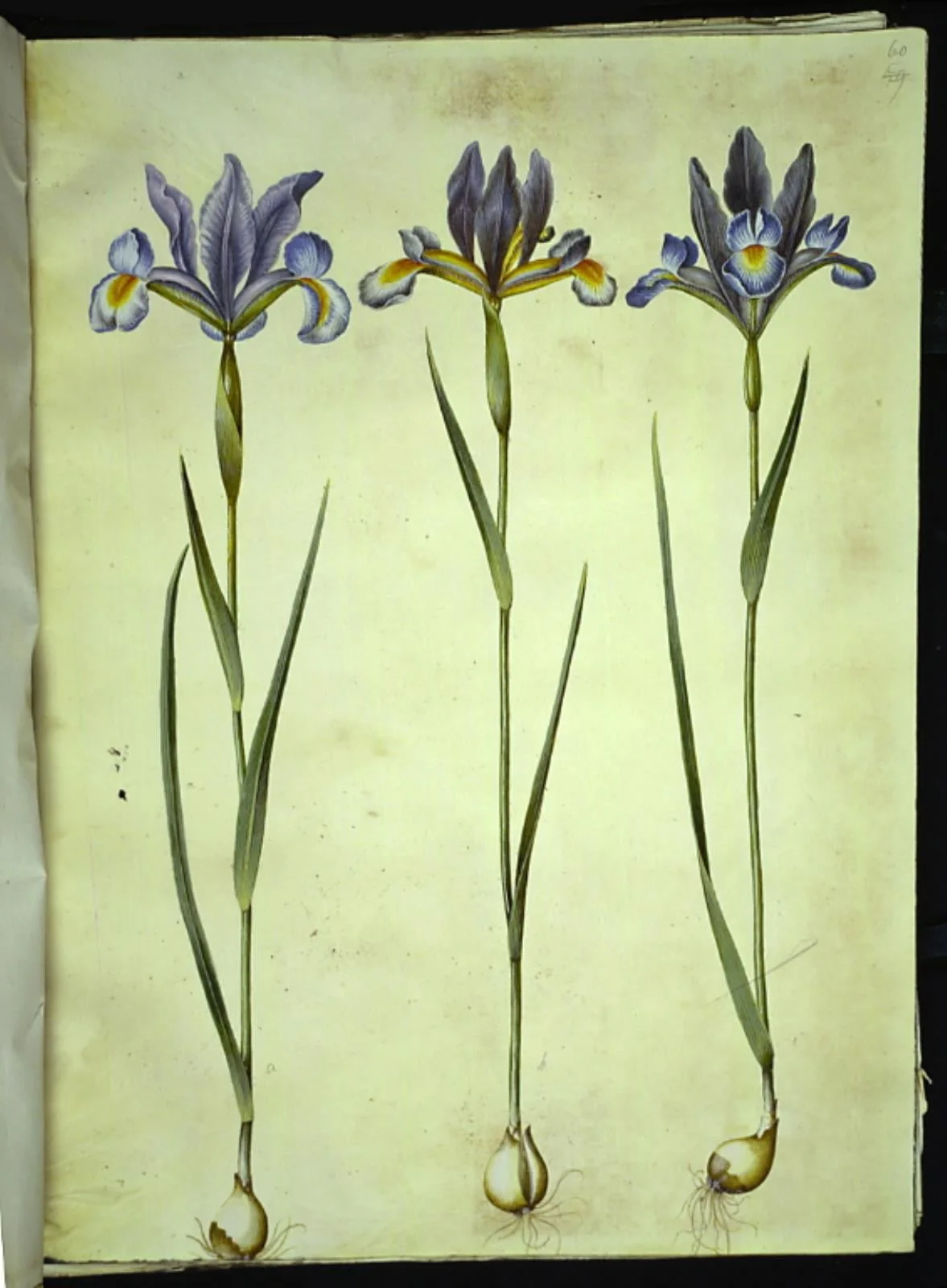 Iris xiphium (spansk iris), by Unknown, unspecified, 1654