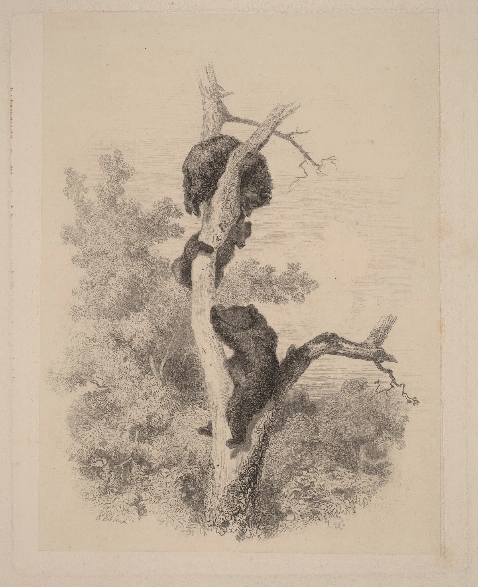 Les ours, by Karl Bodmer, ink, 1851