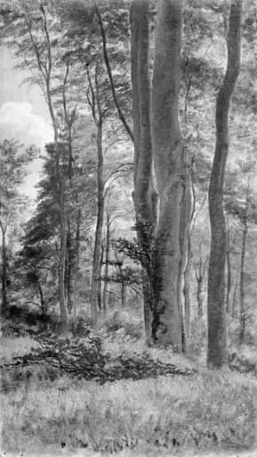 Beeches in Delhoved Forest
