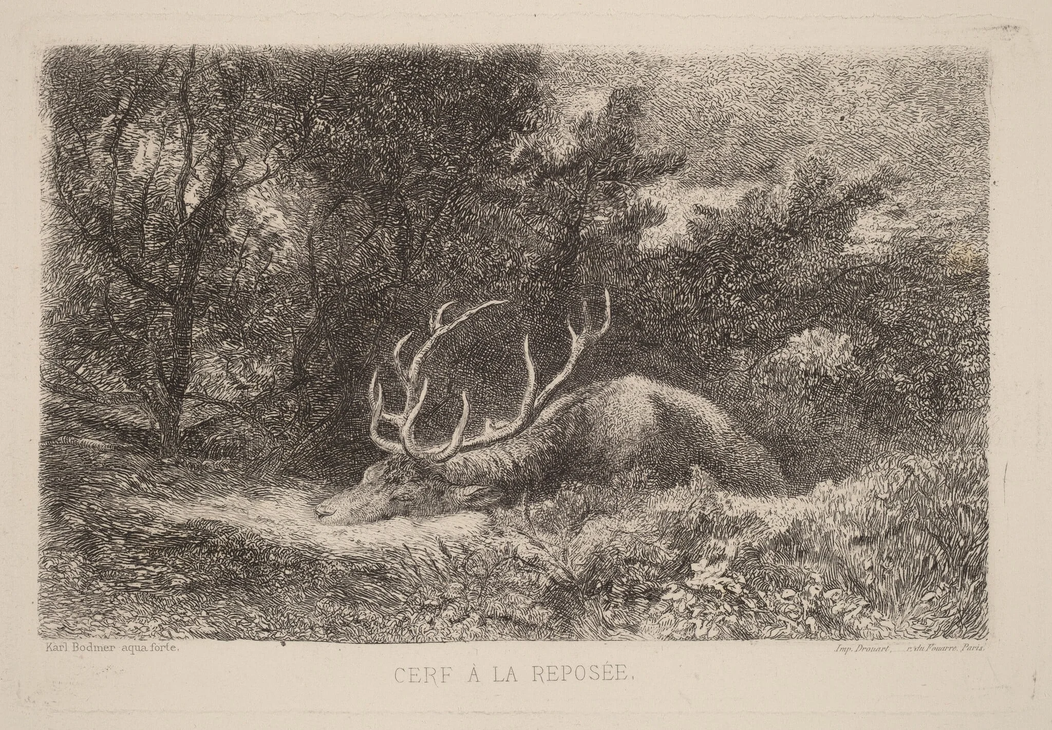 Cerf a la Reposee, by Karl Bodmer, ink, 1851