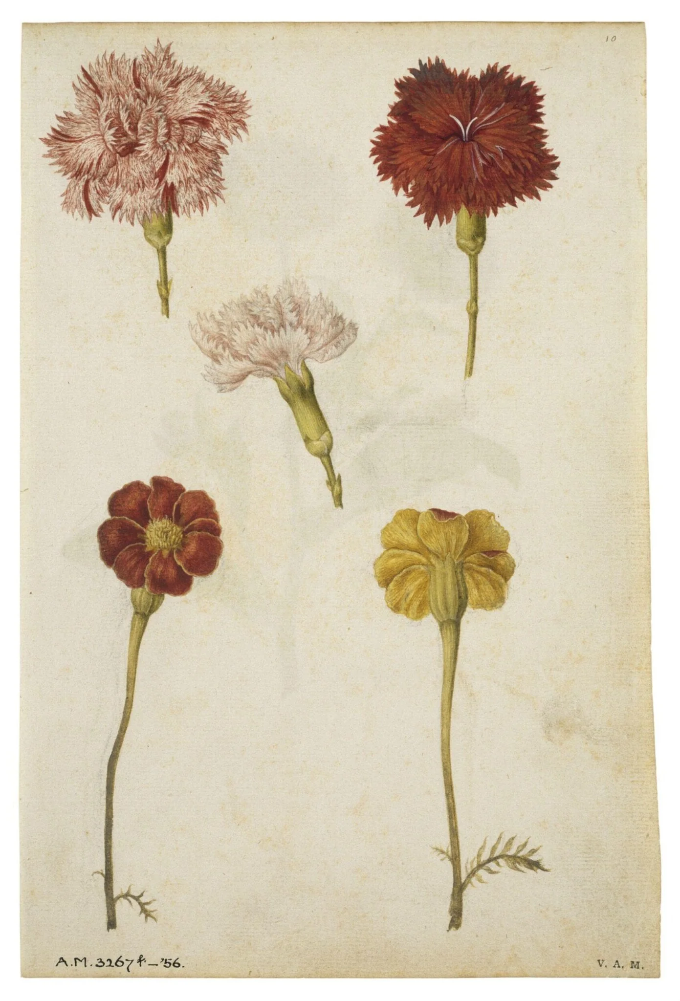 Clove pinks and marigold; Marigold