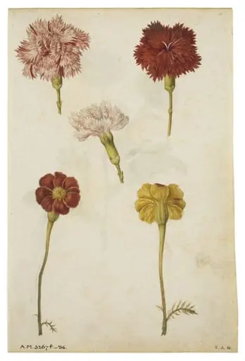 Clove pinks and marigold; Marigold