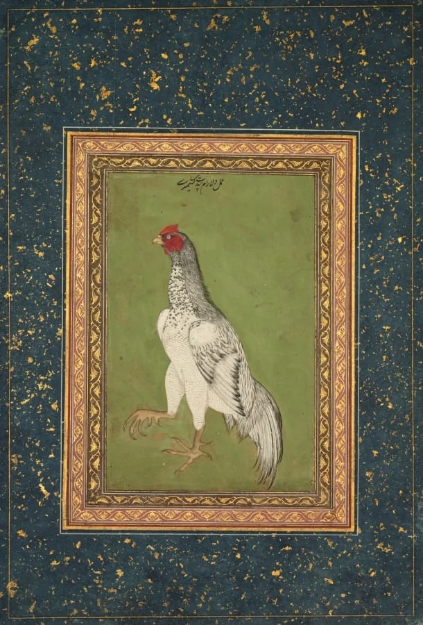 Rooster, by Unknown, unspecified, 1620