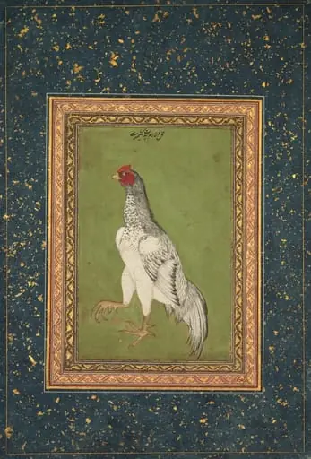 Rooster