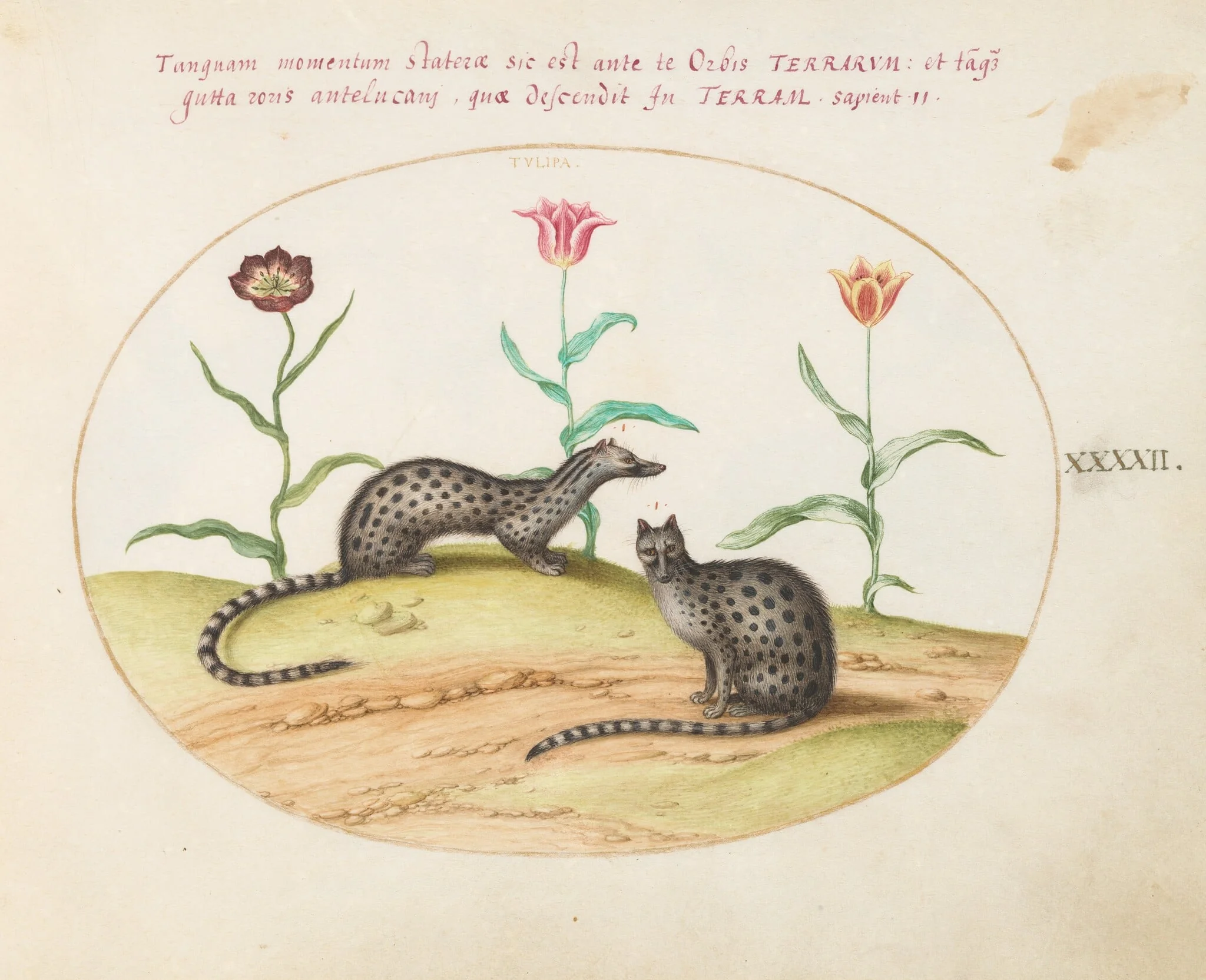 Plate 42: Two Genets or Civet Cats with Tulips, by Joris Hoefnagel, gouache, 1594