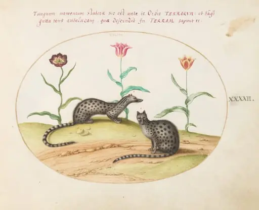 Plate 42: Two Genets or Civet Cats with Tulips