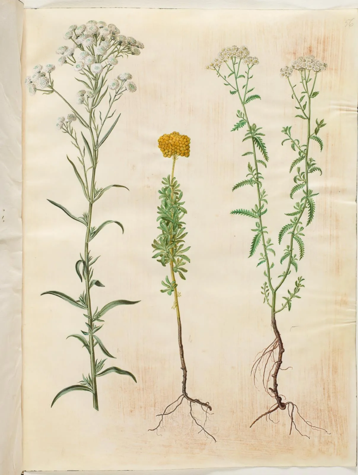 Achillea ptarmica (sølvknap-røllike); Achillea ageratum (balsam-røllike); Achillea millefolium (almindelig røllike), by Unknown, unspecified, 1654