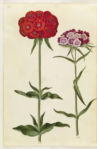 Silene chalcedonica (brændende kærlighed); Dianthus barbatus (studenter-nellike)