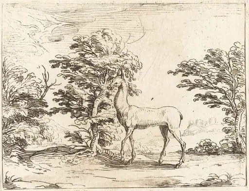 The Doe