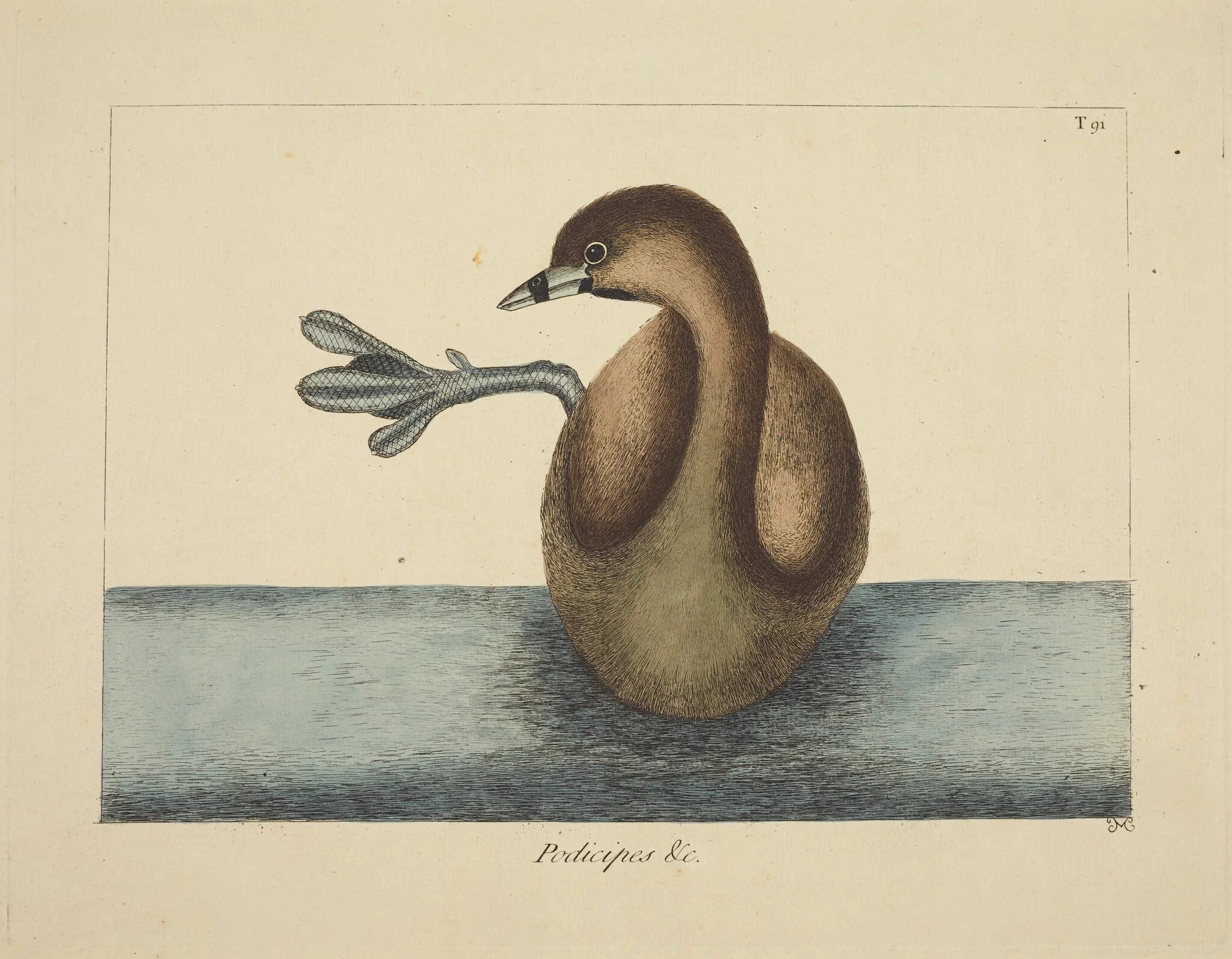 The Pied-billed Dobchick (Colymbus podiceps), by Mark Catesby, ink, 1737