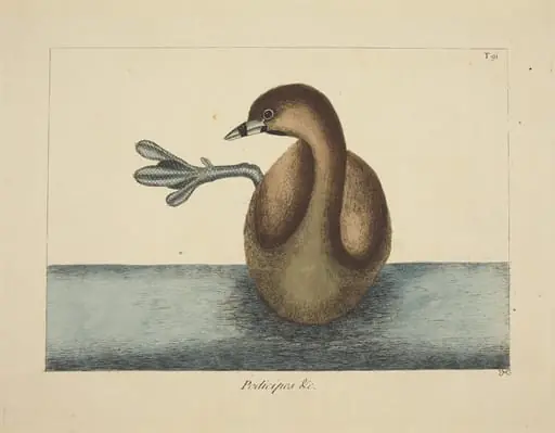 The Pied-billed Dobchick (Colymbus podiceps)