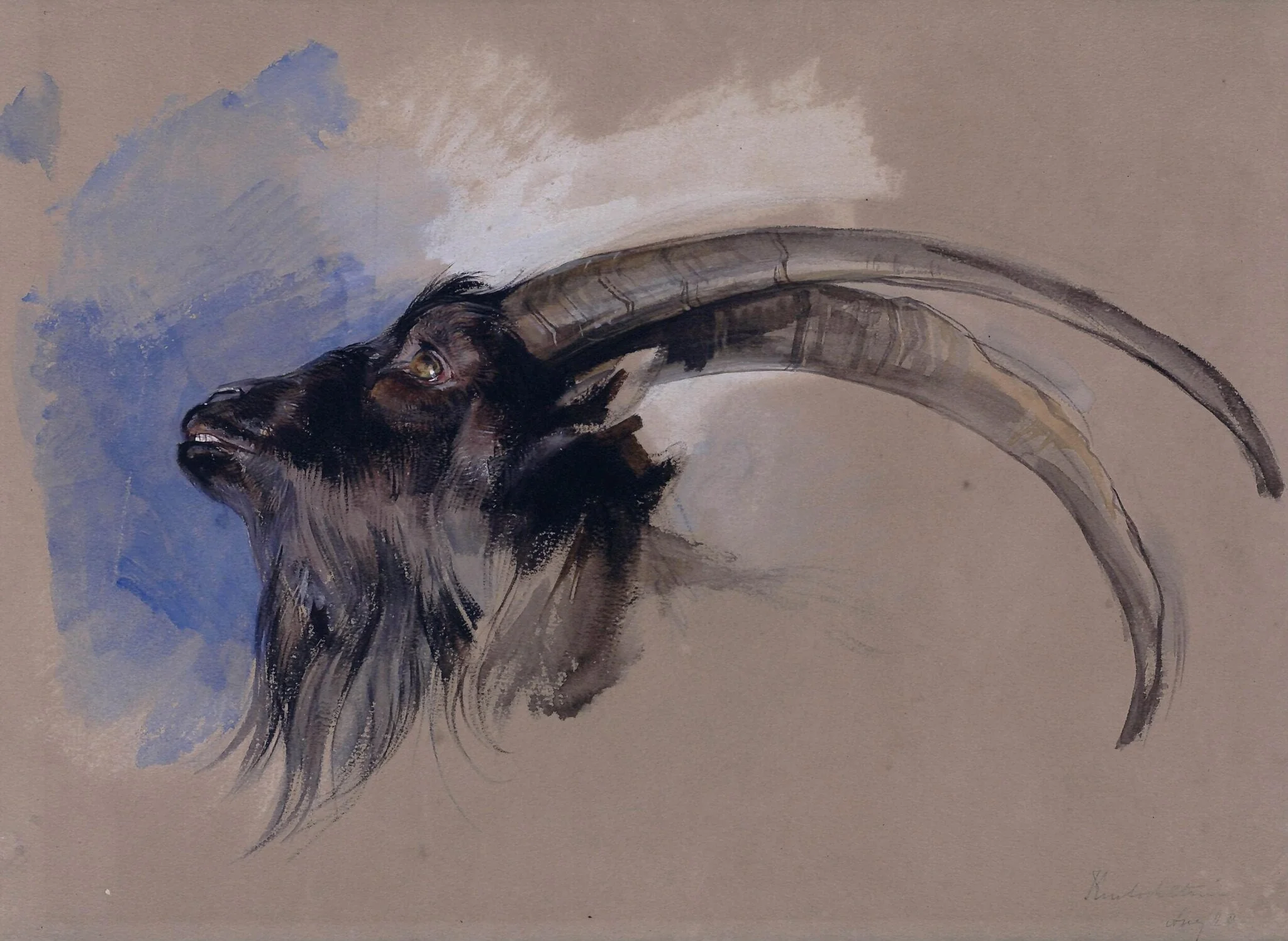 Head of an Ibex, by John Frederick Lewis, watercolor, 1827