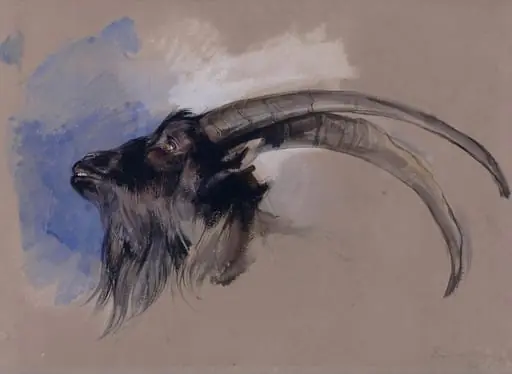 Head of an Ibex