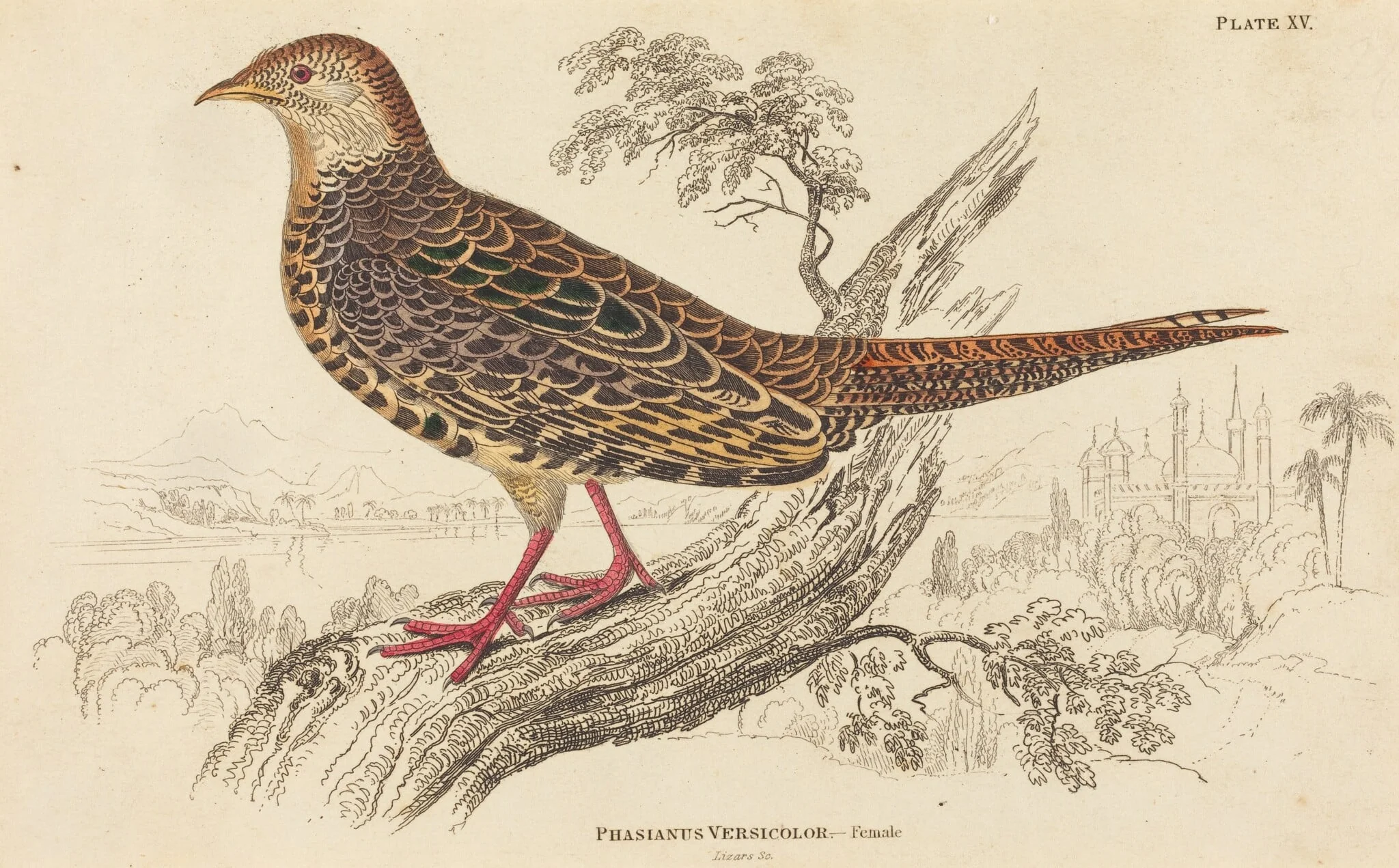 Phasianus Versicolor - Female, by William Home Lizars, ink, 1824