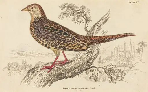 Phasianus Versicolor - Female