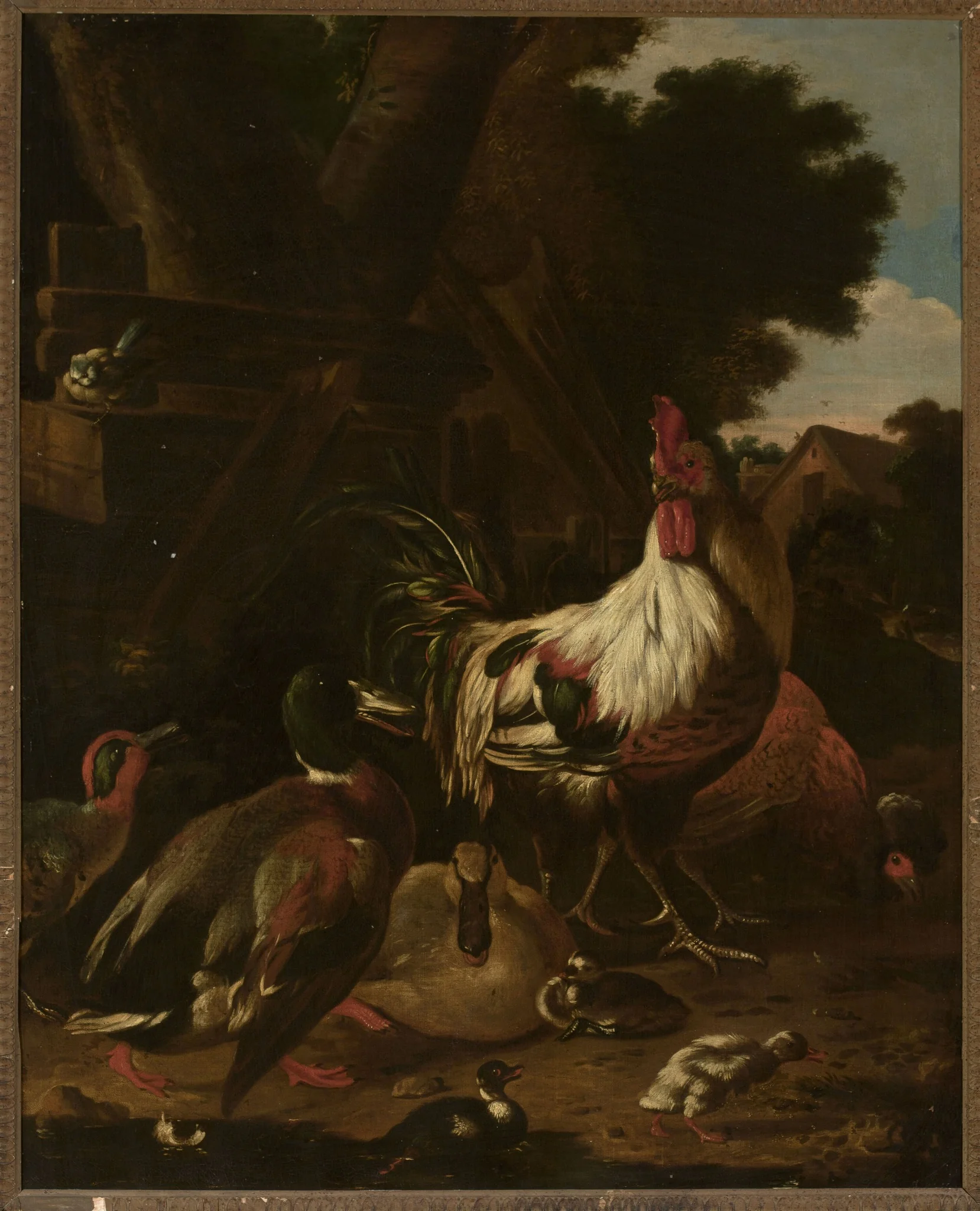 Rooster and ducks