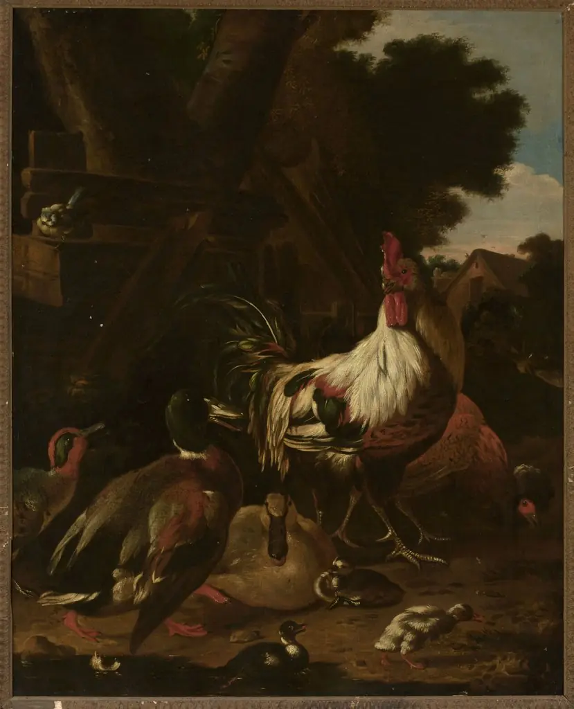 Rooster and ducks