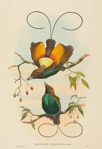 Diphyllodes chrysoptera (Magnificent Bird of Paradise)