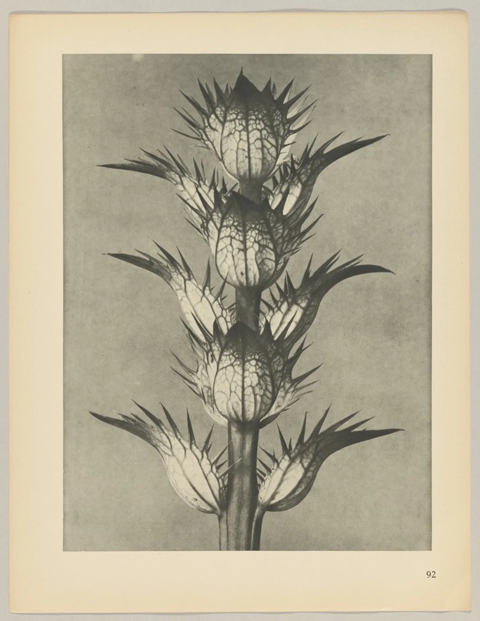 Acanthus mollis, by Karl Blossfeldt, 1928