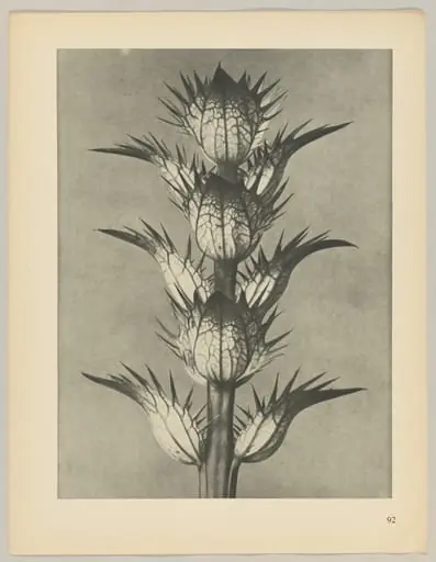 Acanthus mollis