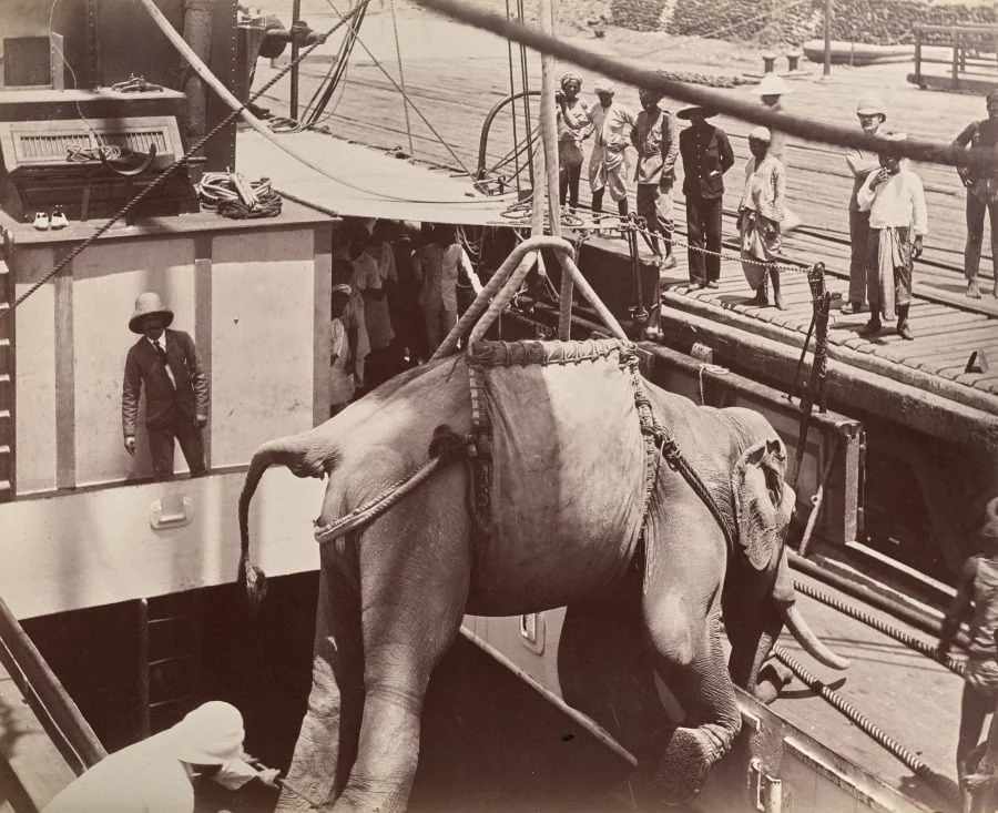 Untitled (elephant being loaded onto a ship, recto), by Unknown, 1880