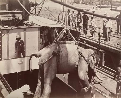 Untitled (elephant being loaded onto a ship, recto)