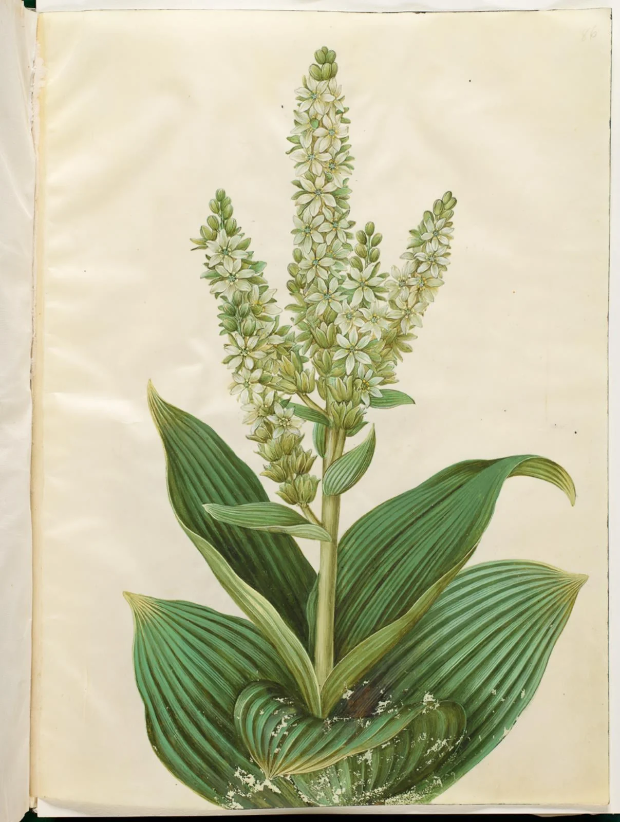 Veratrum album (hvid foldblad), by Unknown, unspecified, 1654
