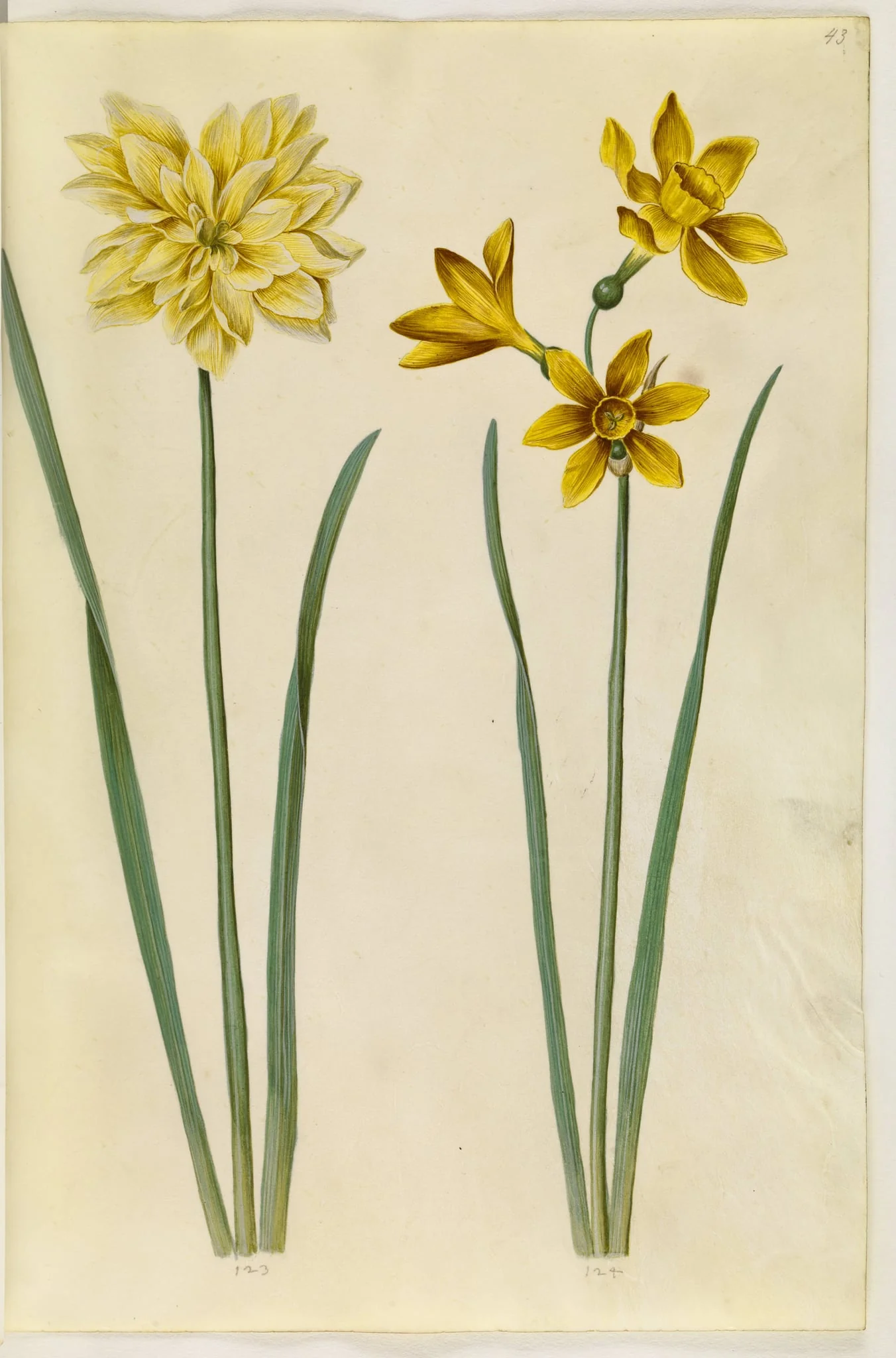 Narcissus pseudonarcissus (påskelilje); Narcissus tazetta aureus (guld-tazet), by Unknown, unspecified, 1650