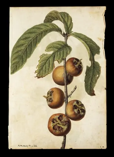 Fig; Medlar