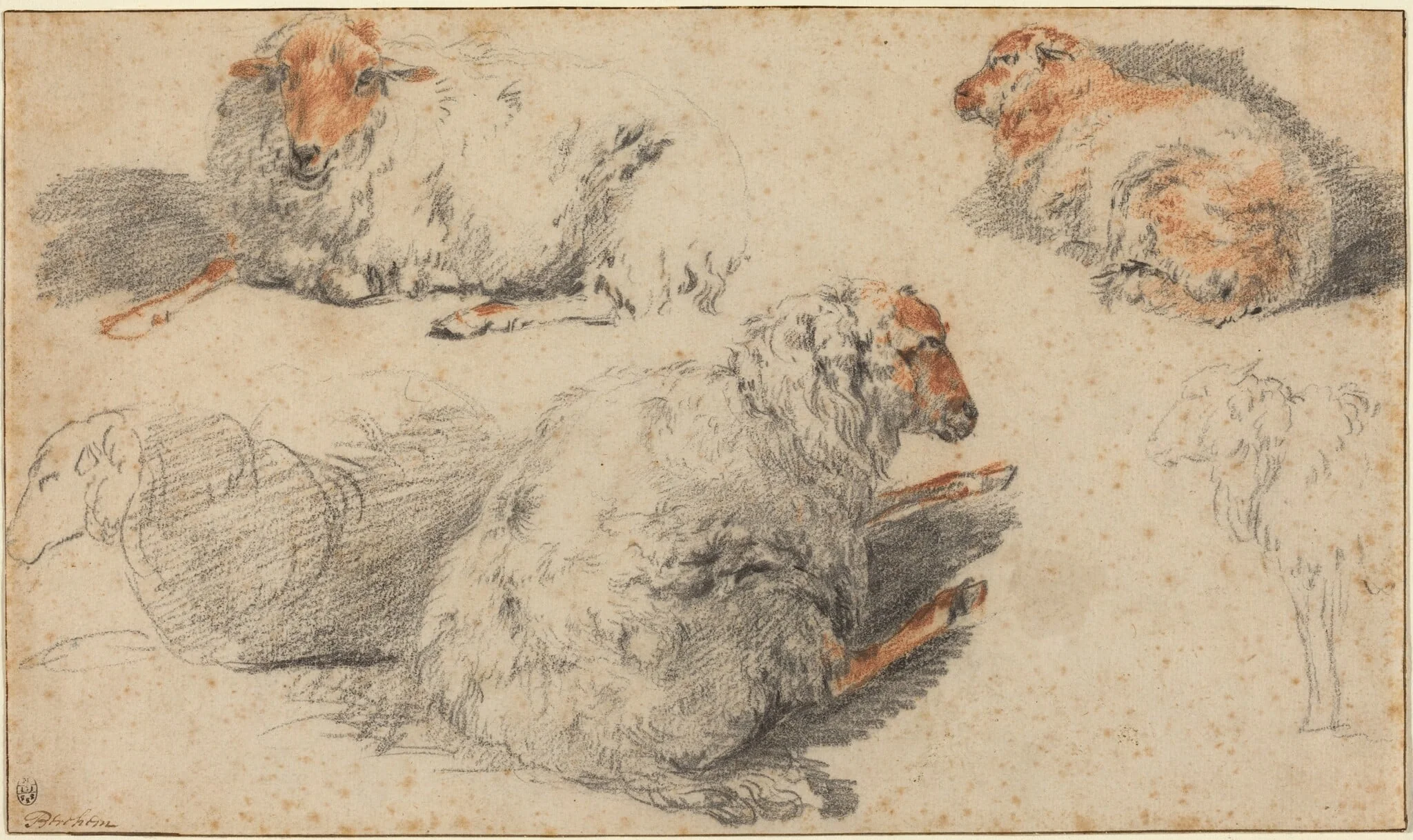 Sheep, by Nicolaes Pieterszoon Berchem, chalk, 1652