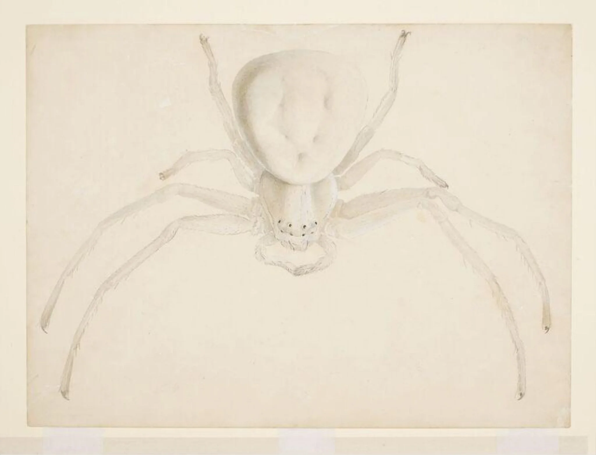 Study of a light grey spider, by Beatrix Potter, watercolor, 1887