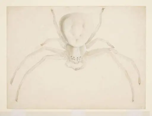 Study of a light grey spider