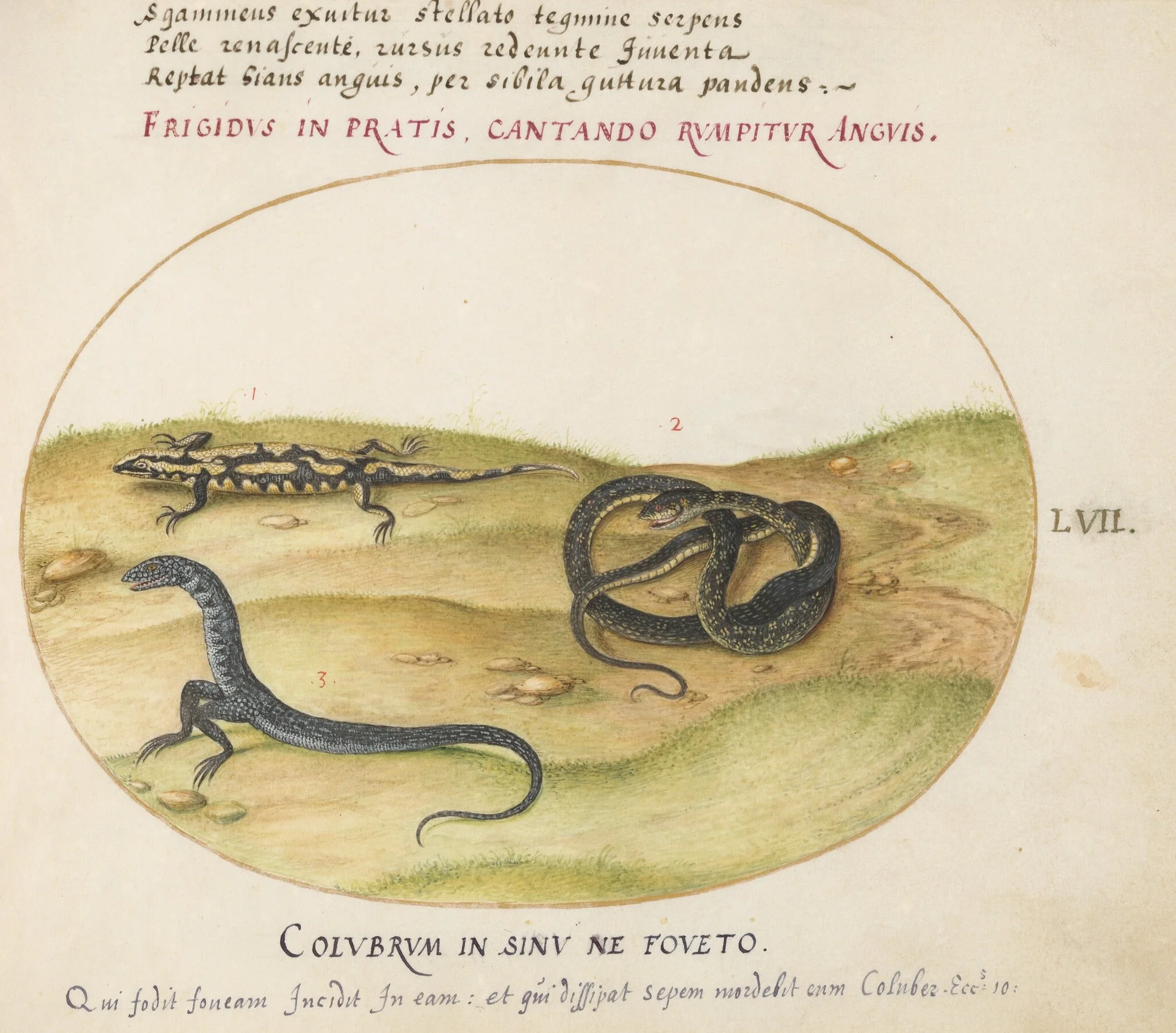 Plate 57: A Snake, a Fire Salamander, and a Snakelike Creature with Two Legs, by Joris Hoefnagel, gouache, 1594
