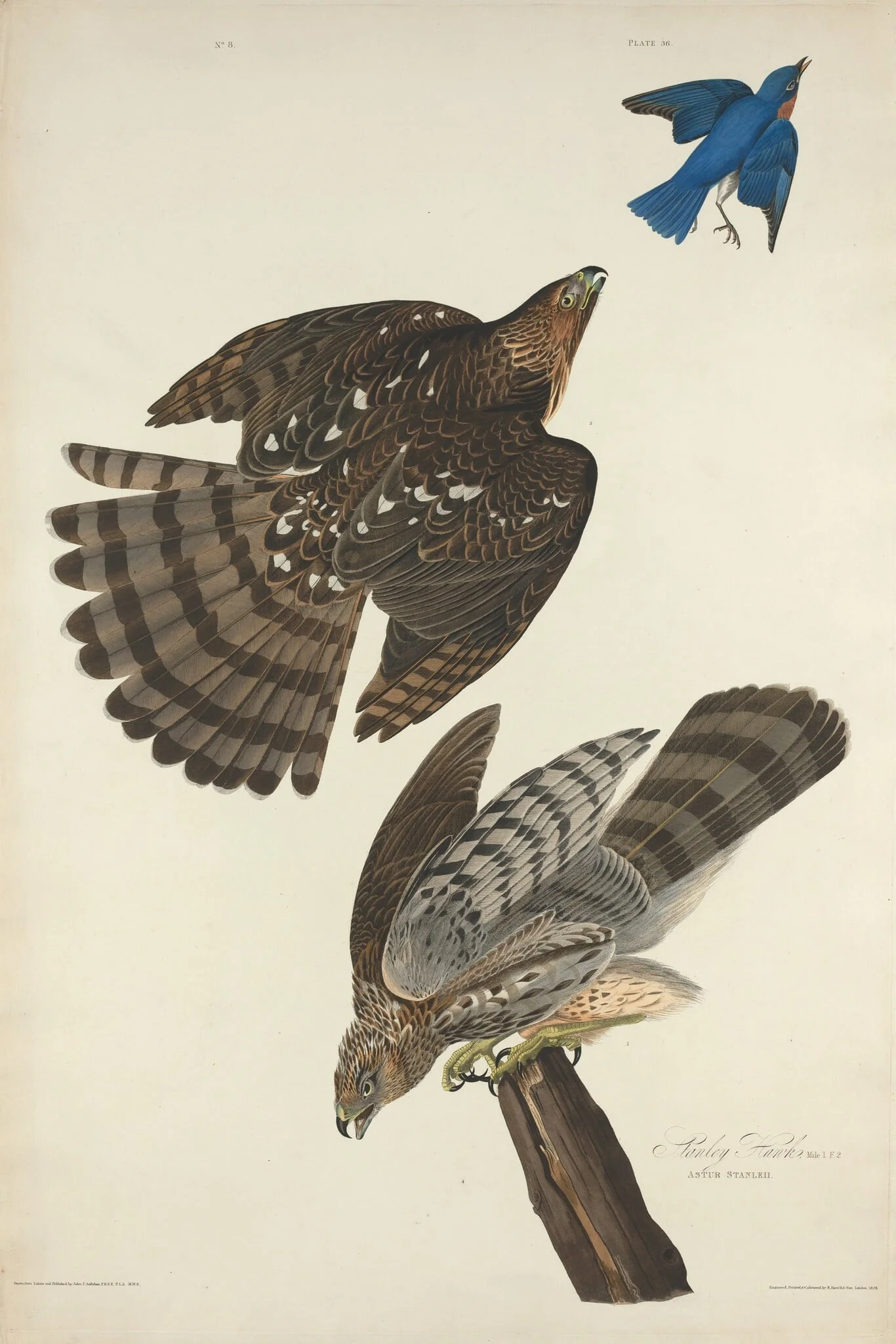 Stanley Hawk, by Robert Havell Jr., ink, 1828