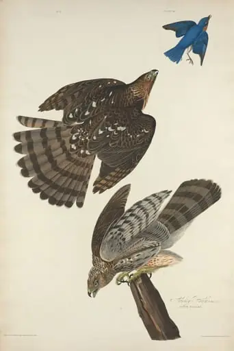 Stanley Hawk